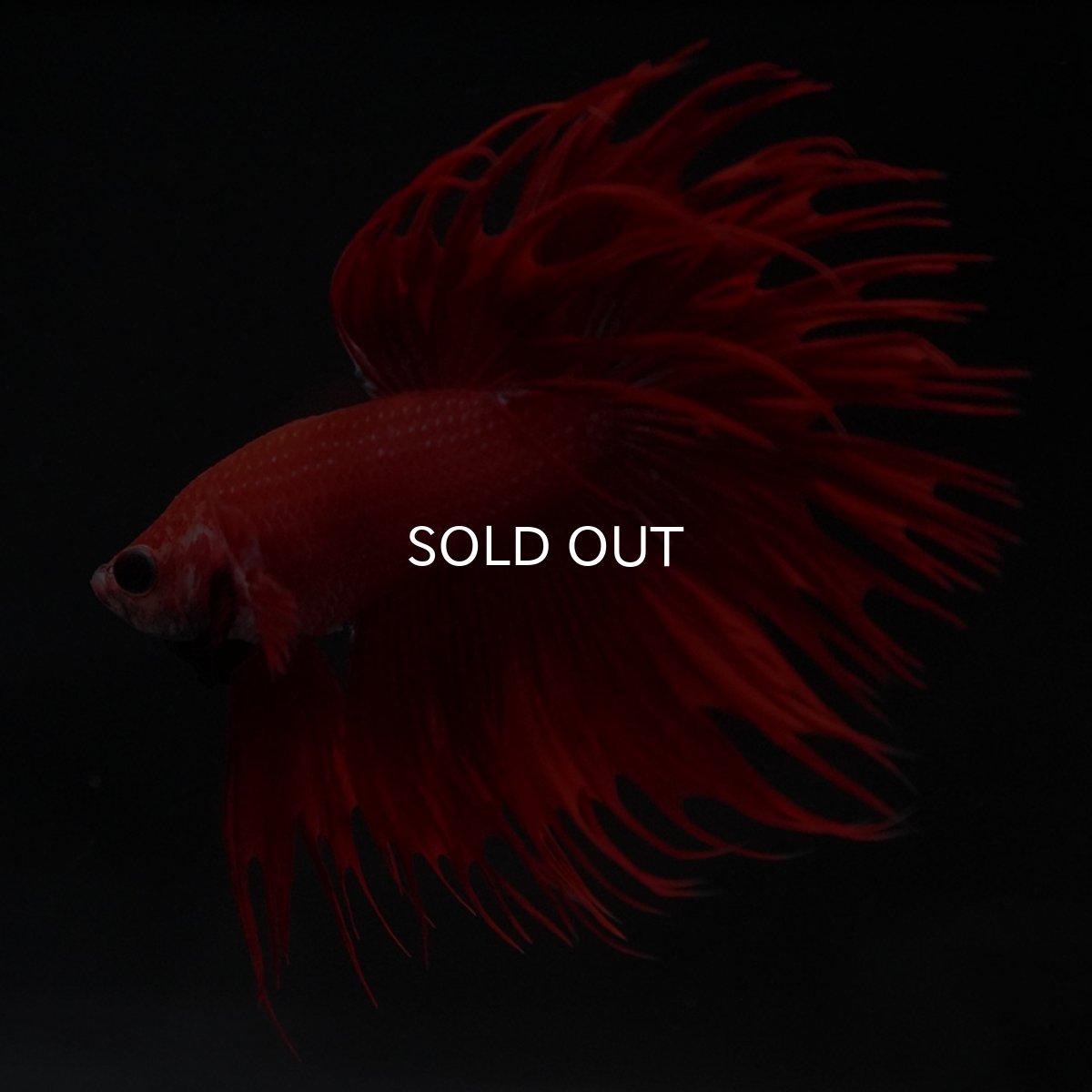 画像2: CT レッド (2)