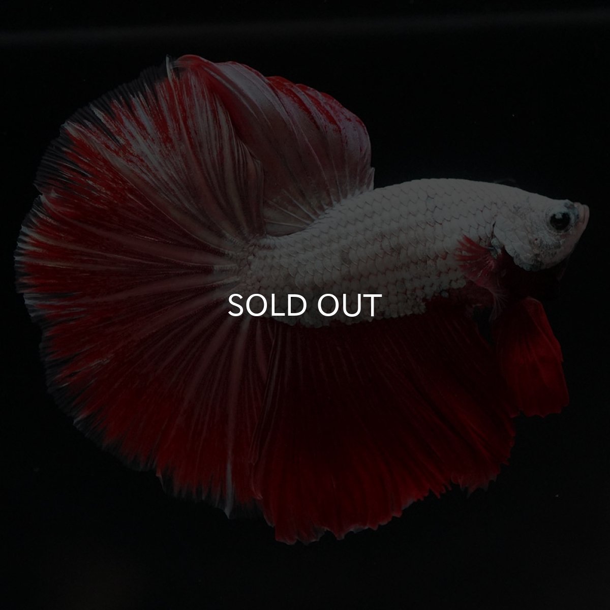 画像3: HM プラチナレッドドラゴン 変わり柄 (3)