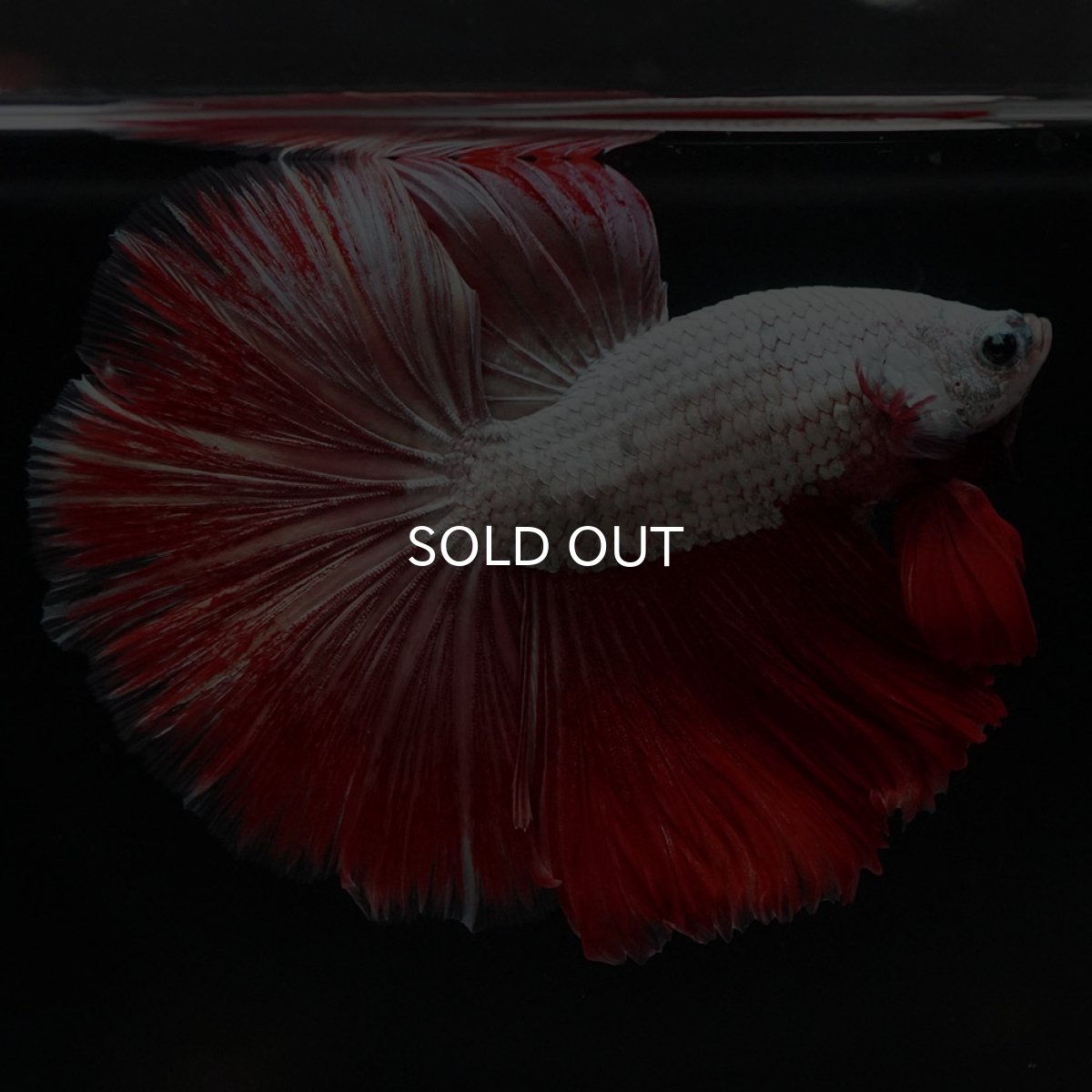 画像5: HM プラチナレッドドラゴン 変わり柄 (5)