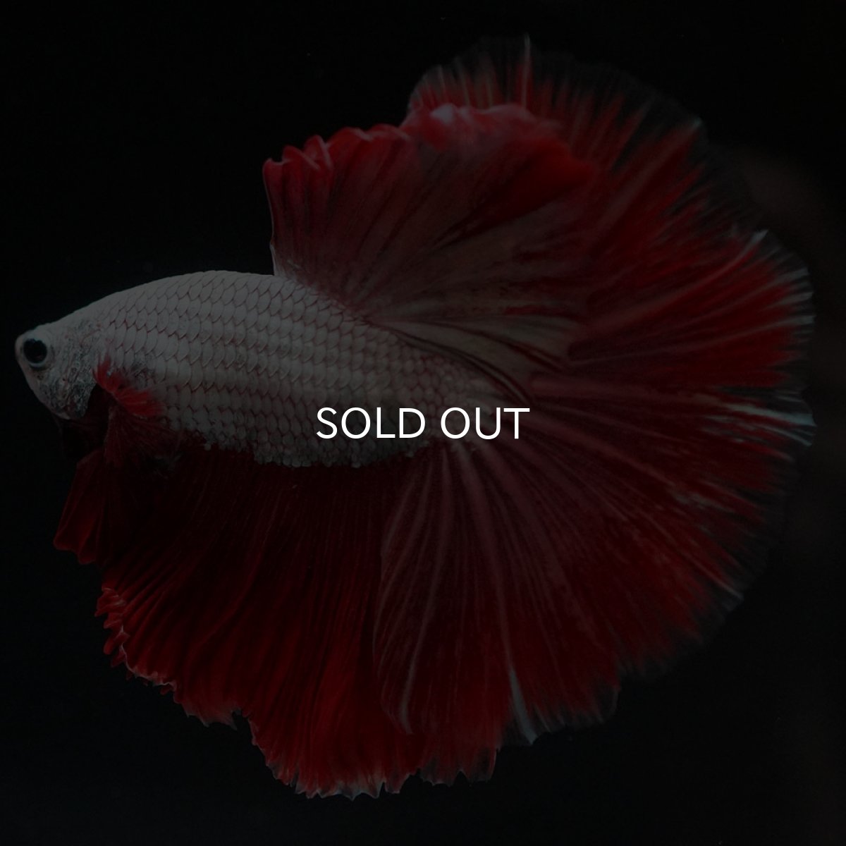 画像2: HM プラチナレッドドラゴン 変わり柄 (2)