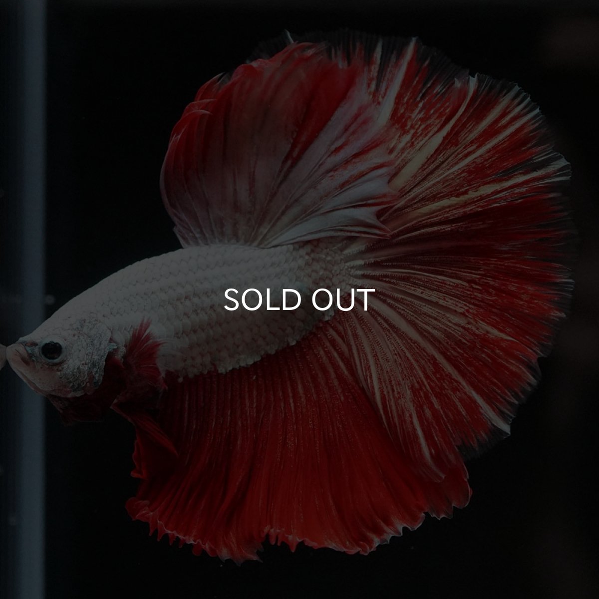 画像4: HM プラチナレッドドラゴン 変わり柄 (4)