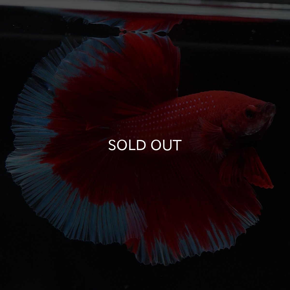 画像6: HM レッドバタフライ (6)