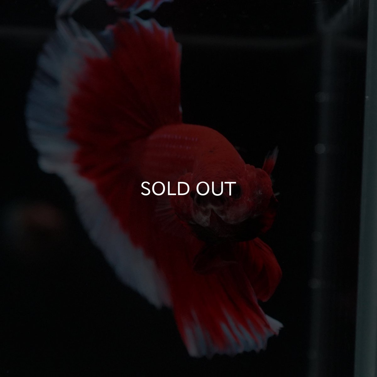 画像3: HM レッドバタフライ (3)