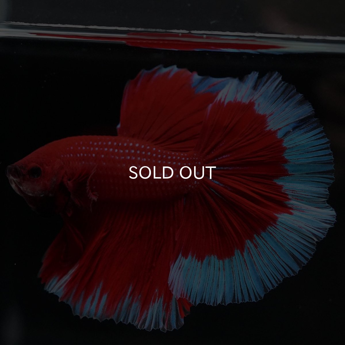 画像5: HM レッドバタフライ (5)