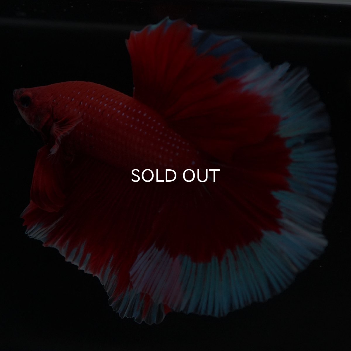 画像2: HM レッドバタフライ (2)