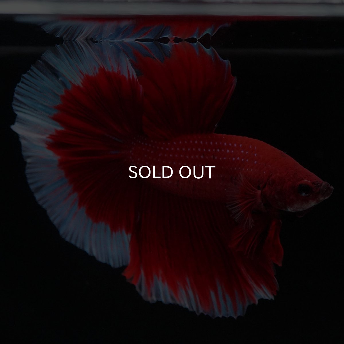 画像4: HM レッドバタフライ (4)