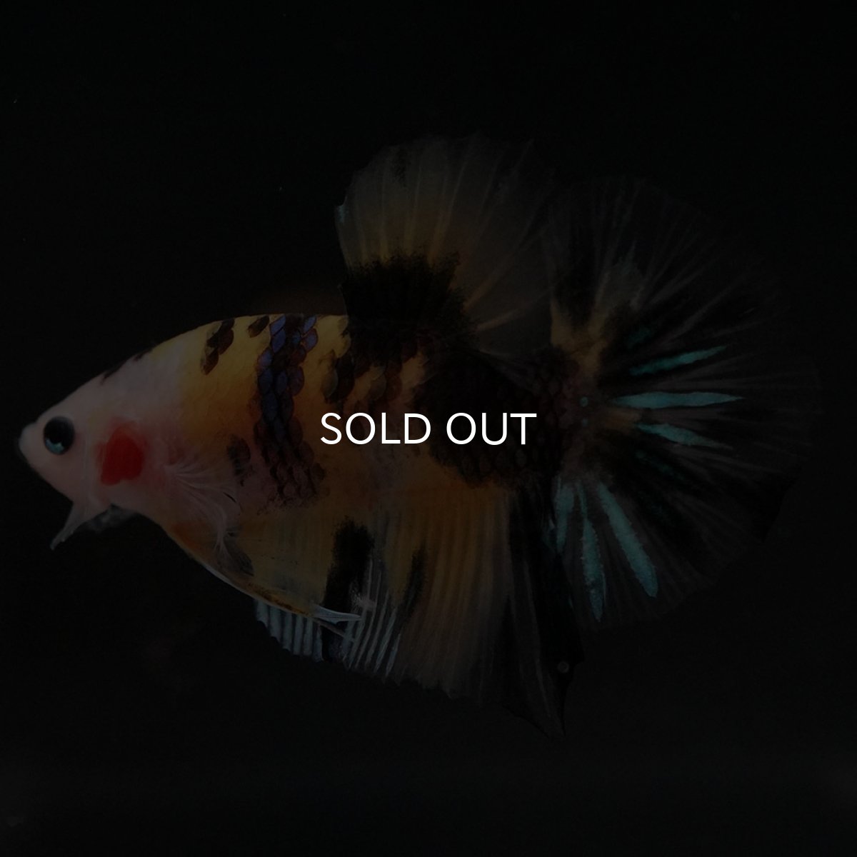 画像2: HMPK イエロータイガー (2)