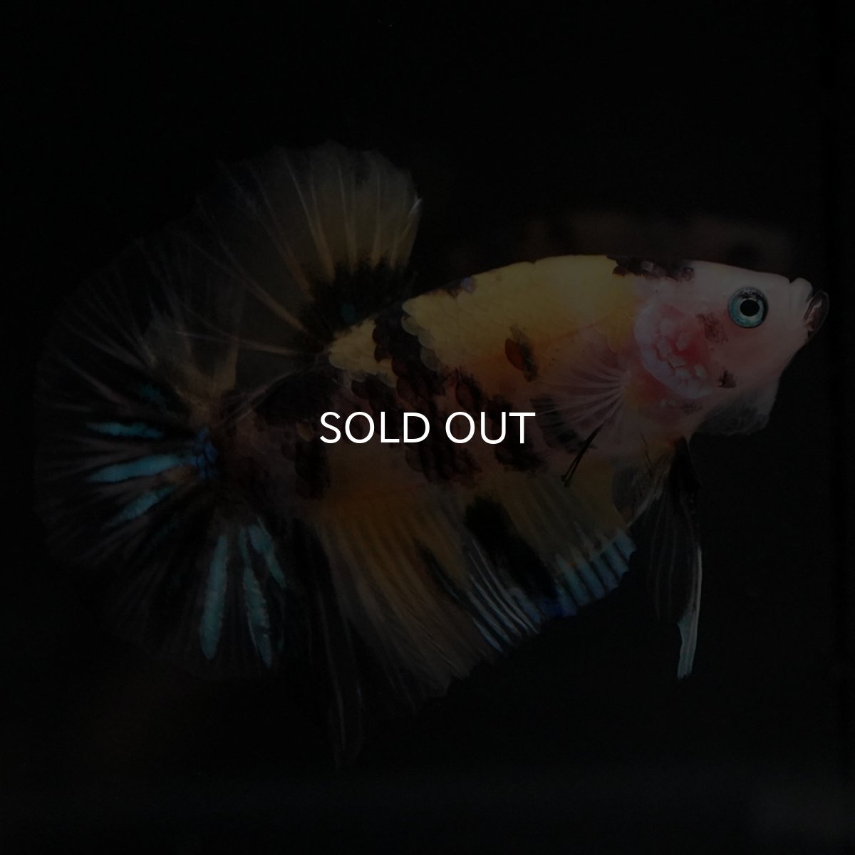 画像6: HMPK イエロータイガー (6)