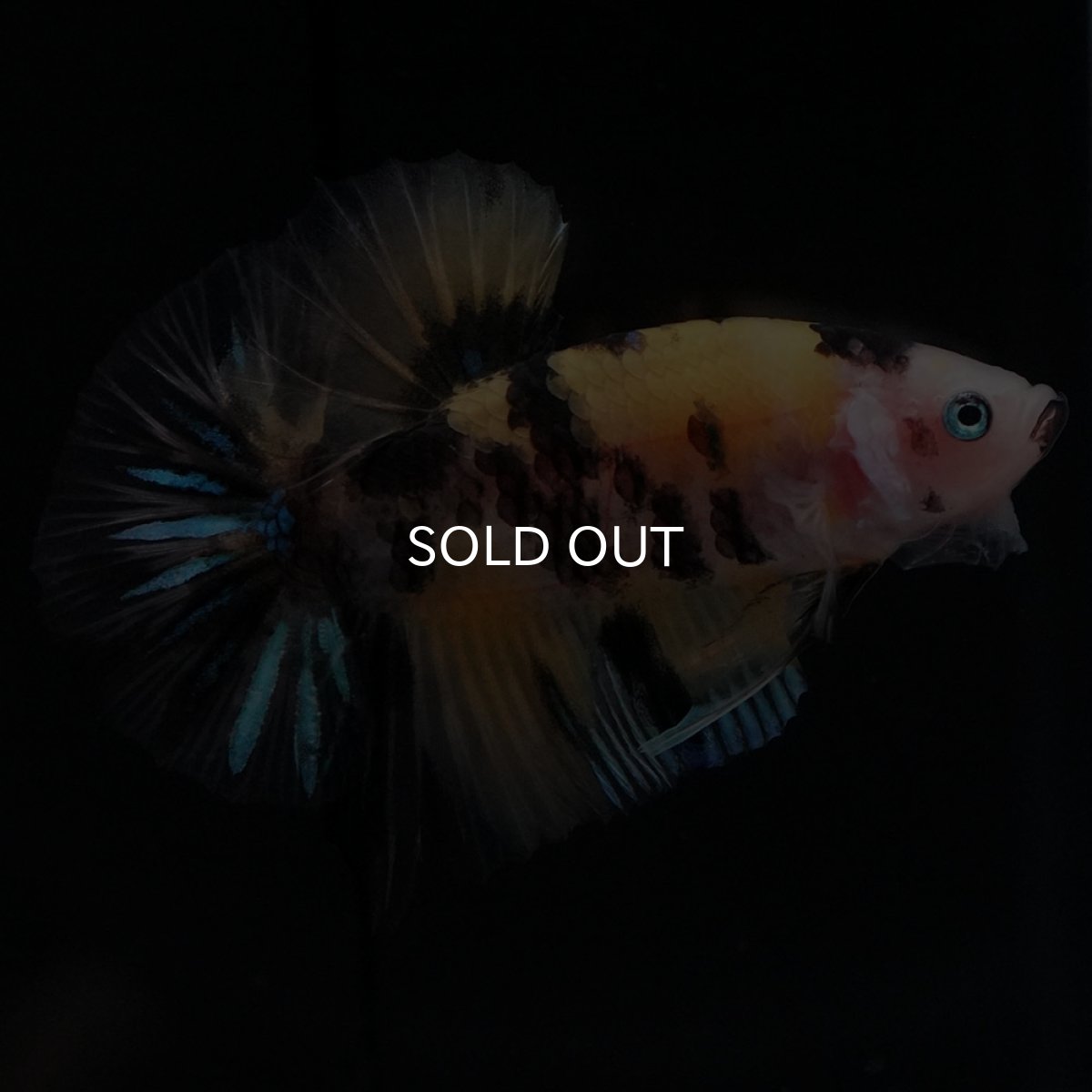 画像4: HMPK イエロータイガー (4)