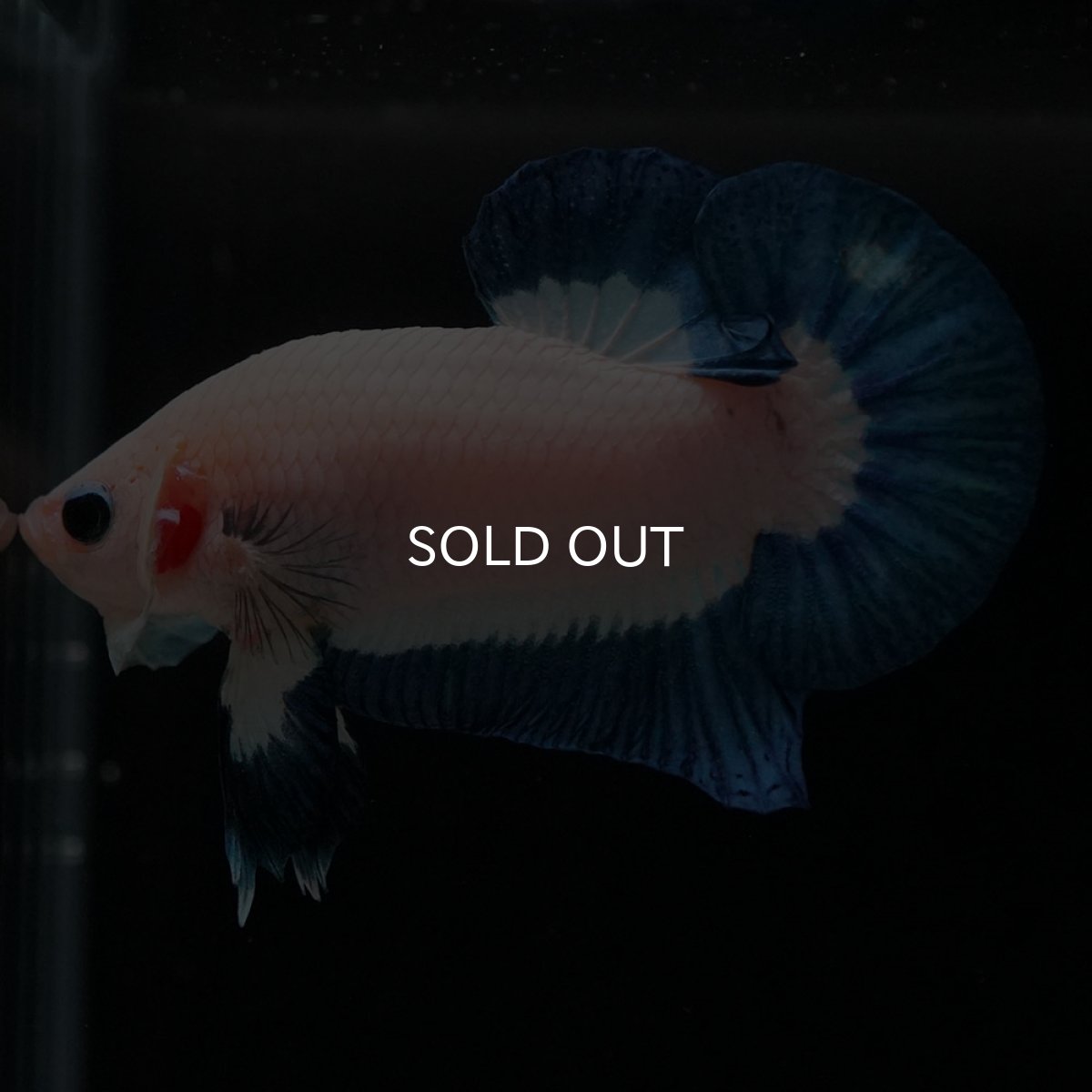 画像9: HMPK　ブルーリム (9)