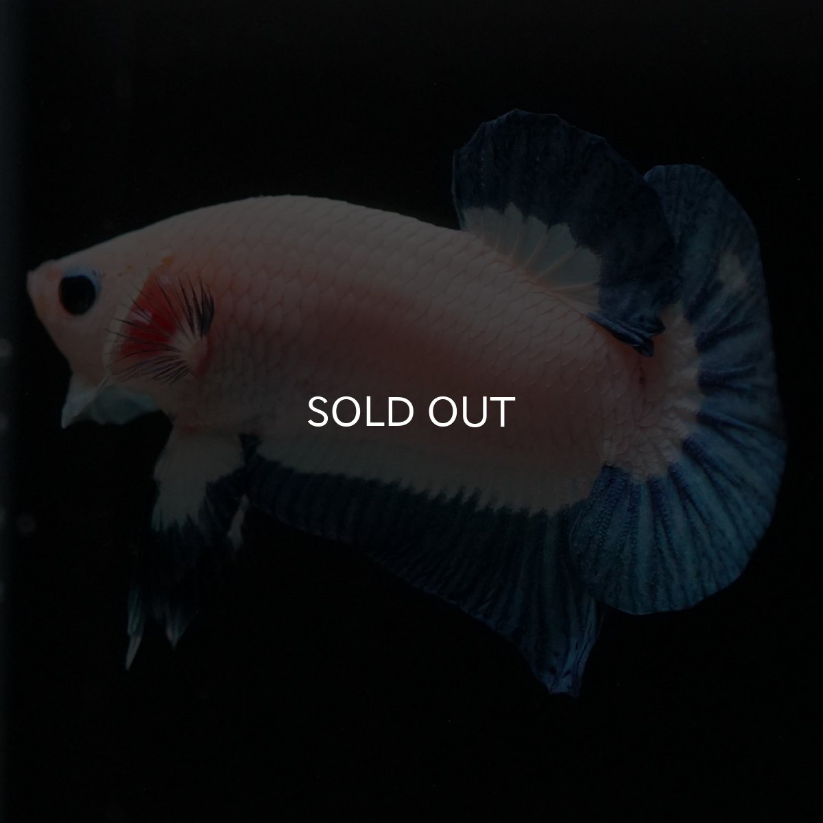 画像5: HMPK　ブルーリム (5)