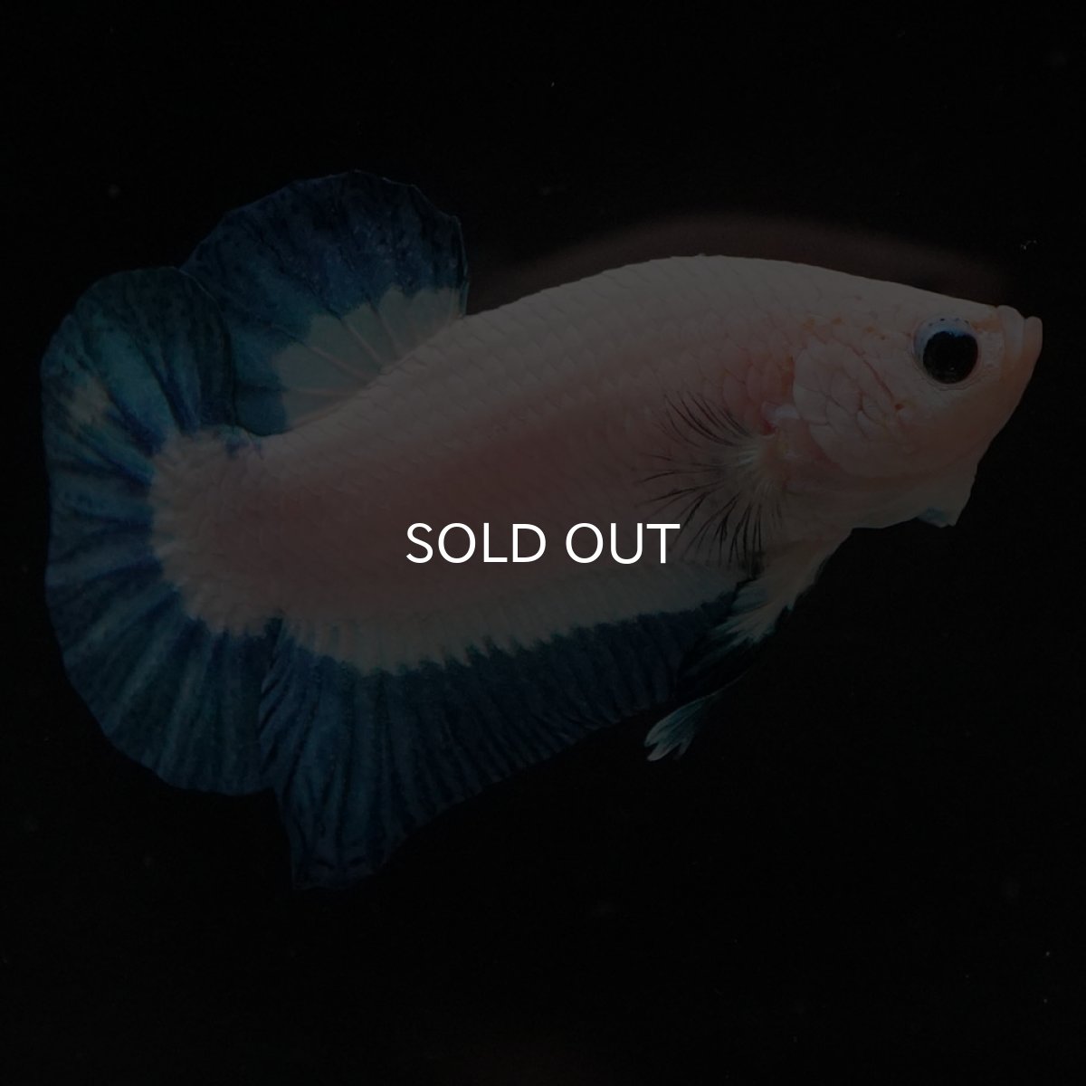 画像2: HMPK　ブルーリム (2)