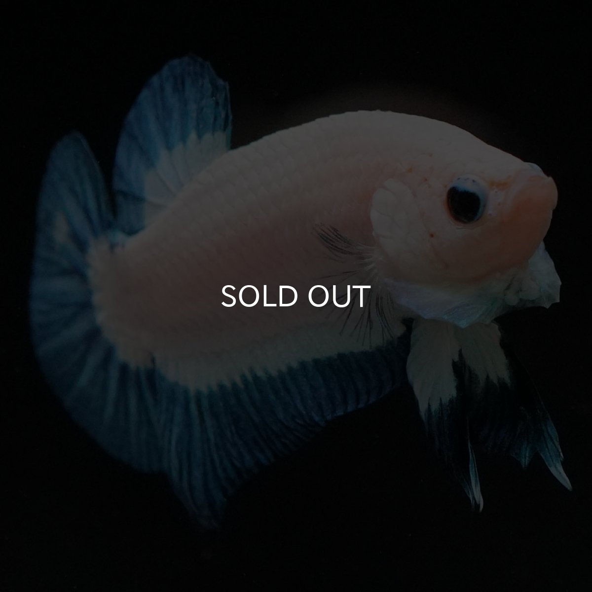 画像8: HMPK　ブルーリム (8)