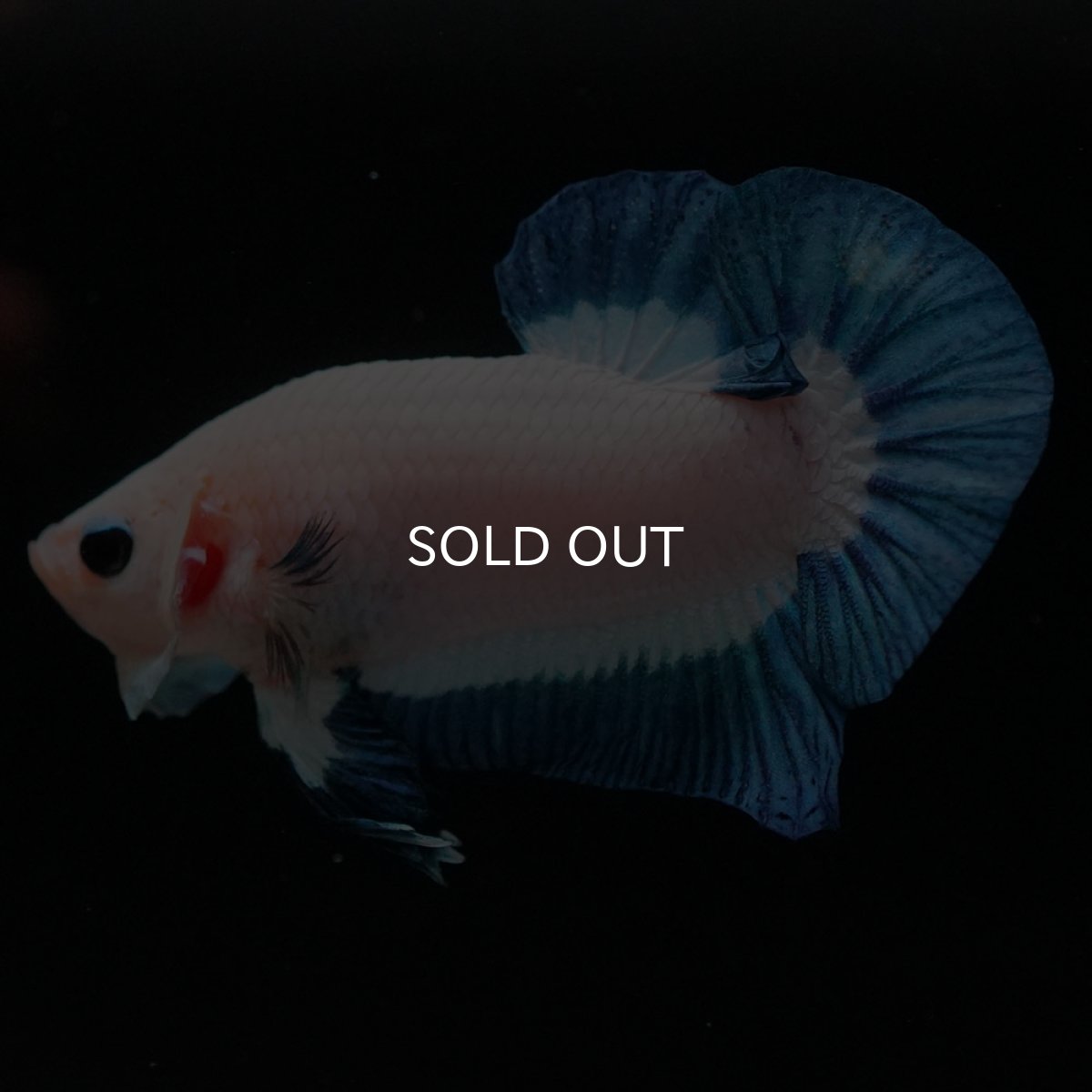 画像3: HMPK　ブルーリム (3)