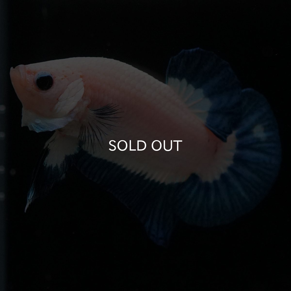 画像7: HMPK　ブルーリム (7)