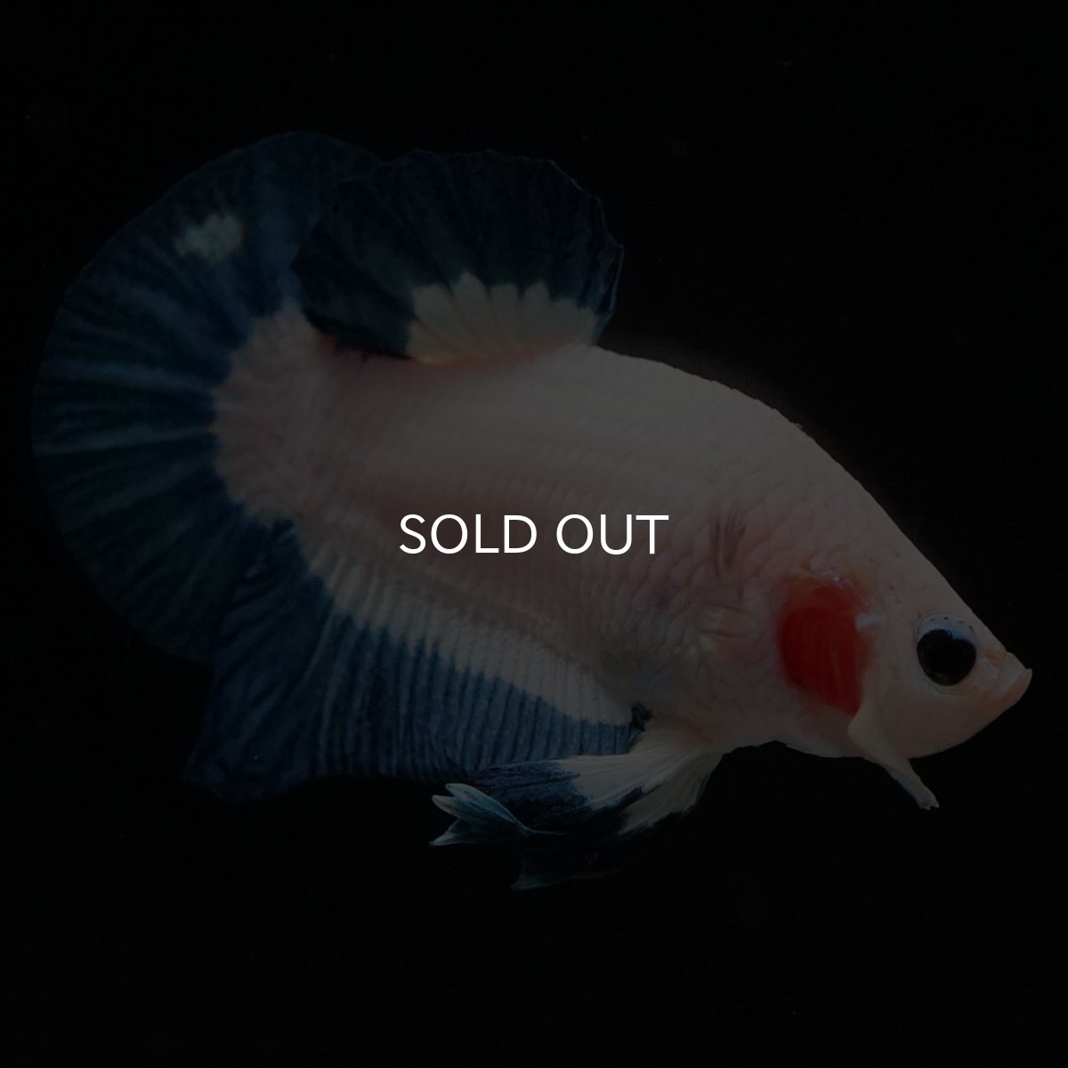 画像6: HMPK　ブルーリム (6)