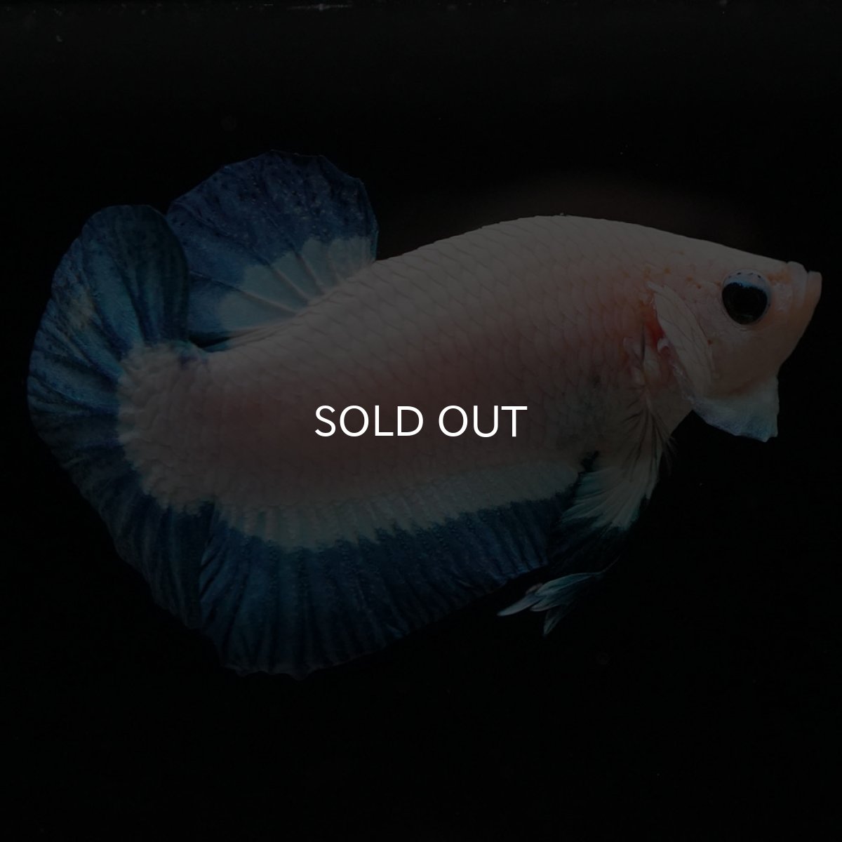 画像4: HMPK　ブルーリム (4)