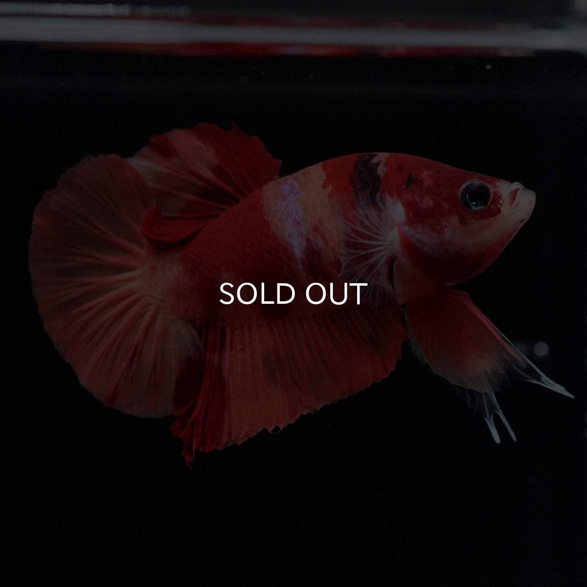 画像4: HMPK ニモ (4)