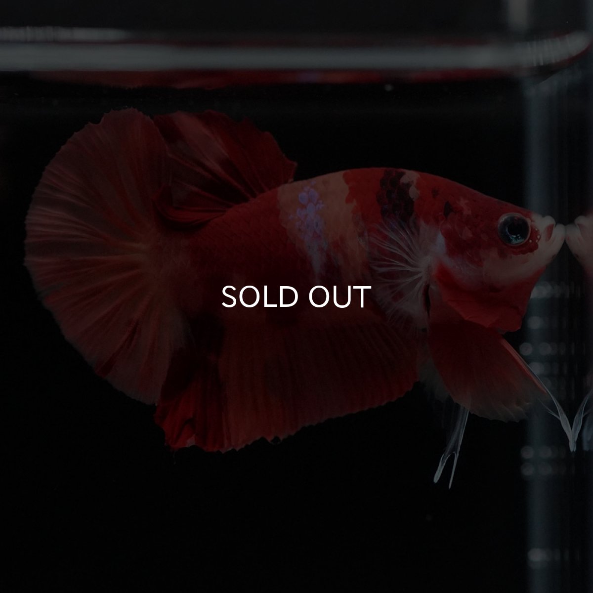 画像6: HMPK ニモ (6)