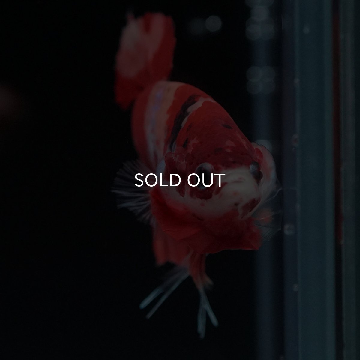 画像3: HMPK ニモ (3)