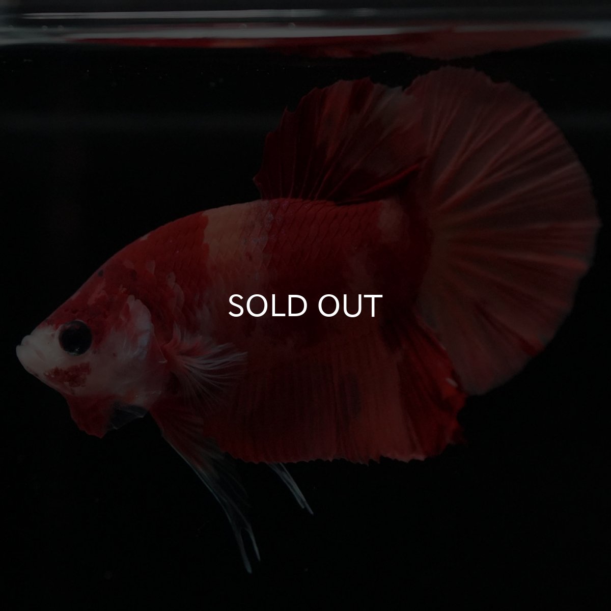 画像5: HMPK ニモ (5)