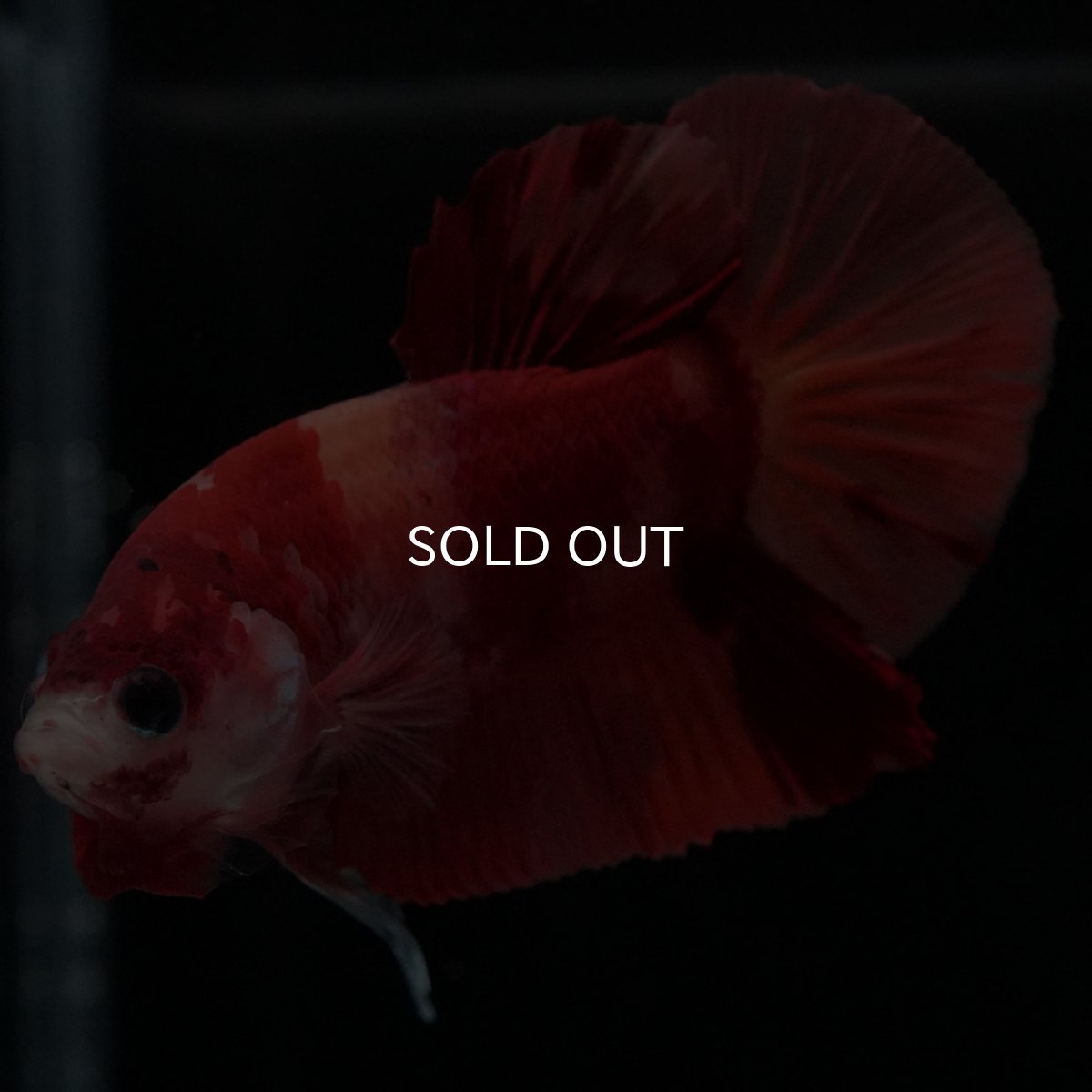 画像2: HMPK ニモ (2)