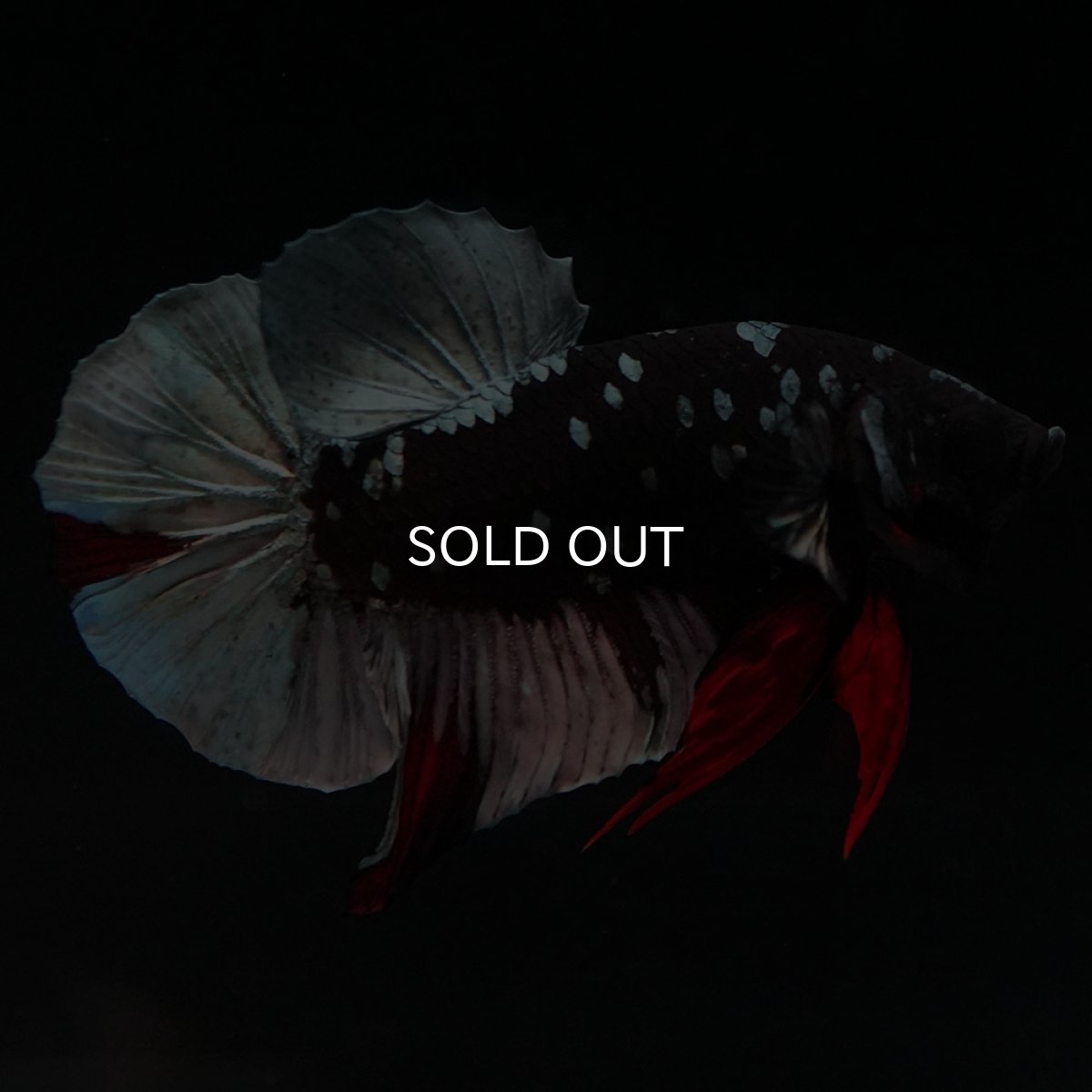 画像5: HMPK ブラックカッパースター (5)