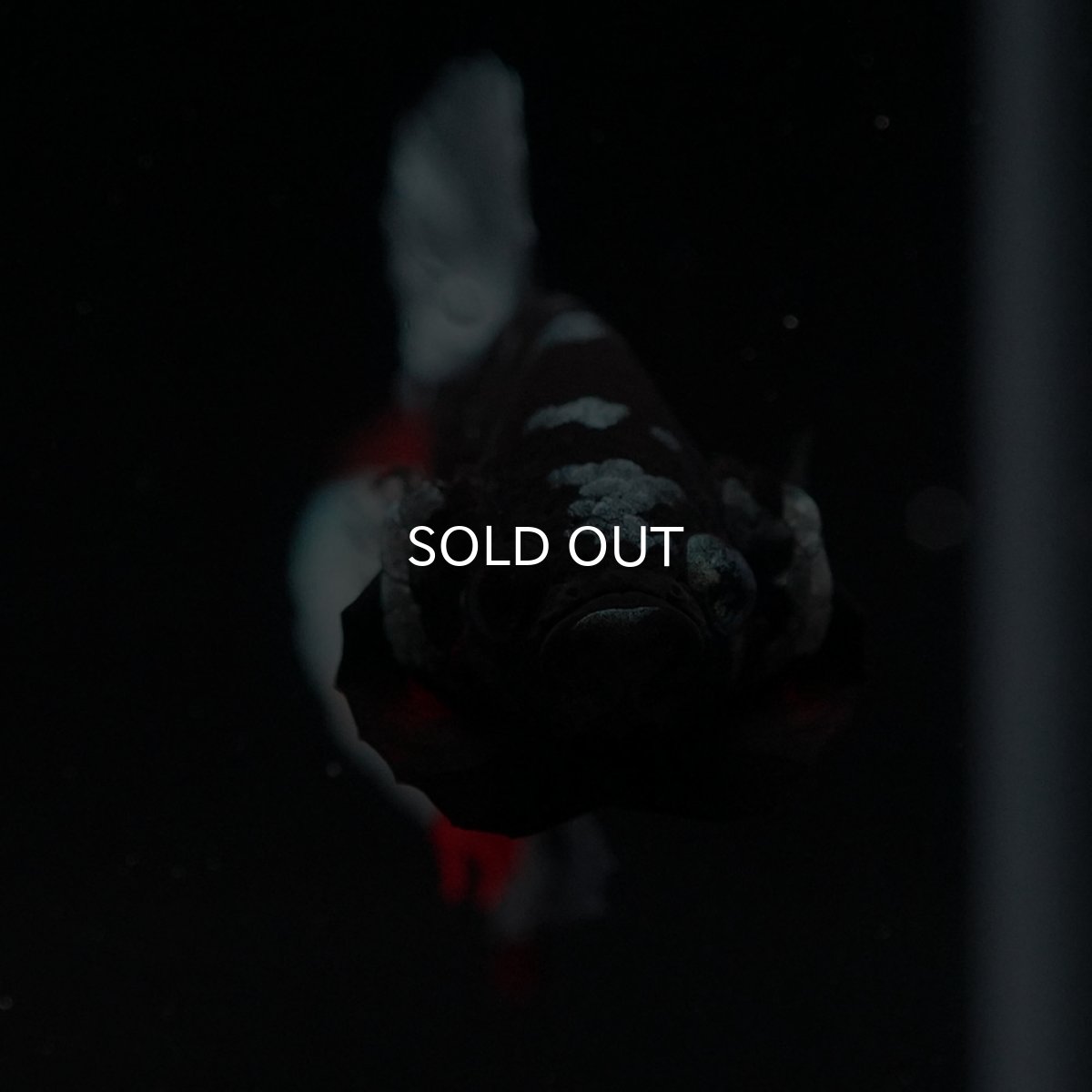 画像3: HMPK ブラックカッパースター (3)