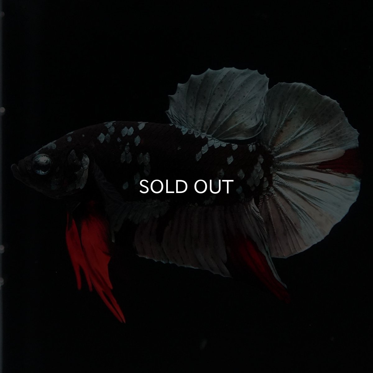 画像8: HMPK ブラックカッパースター (8)