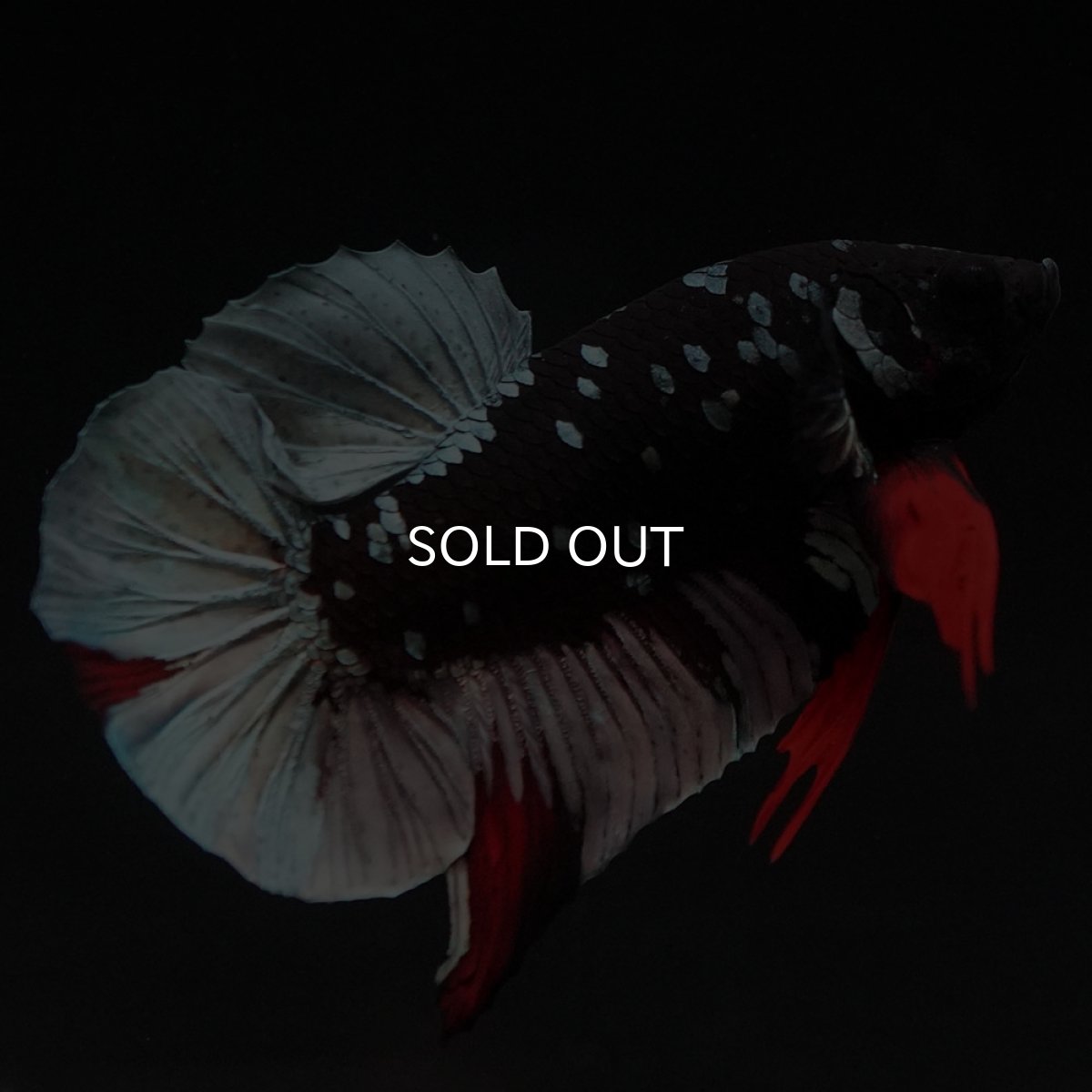 画像2: HMPK ブラックカッパースター (2)