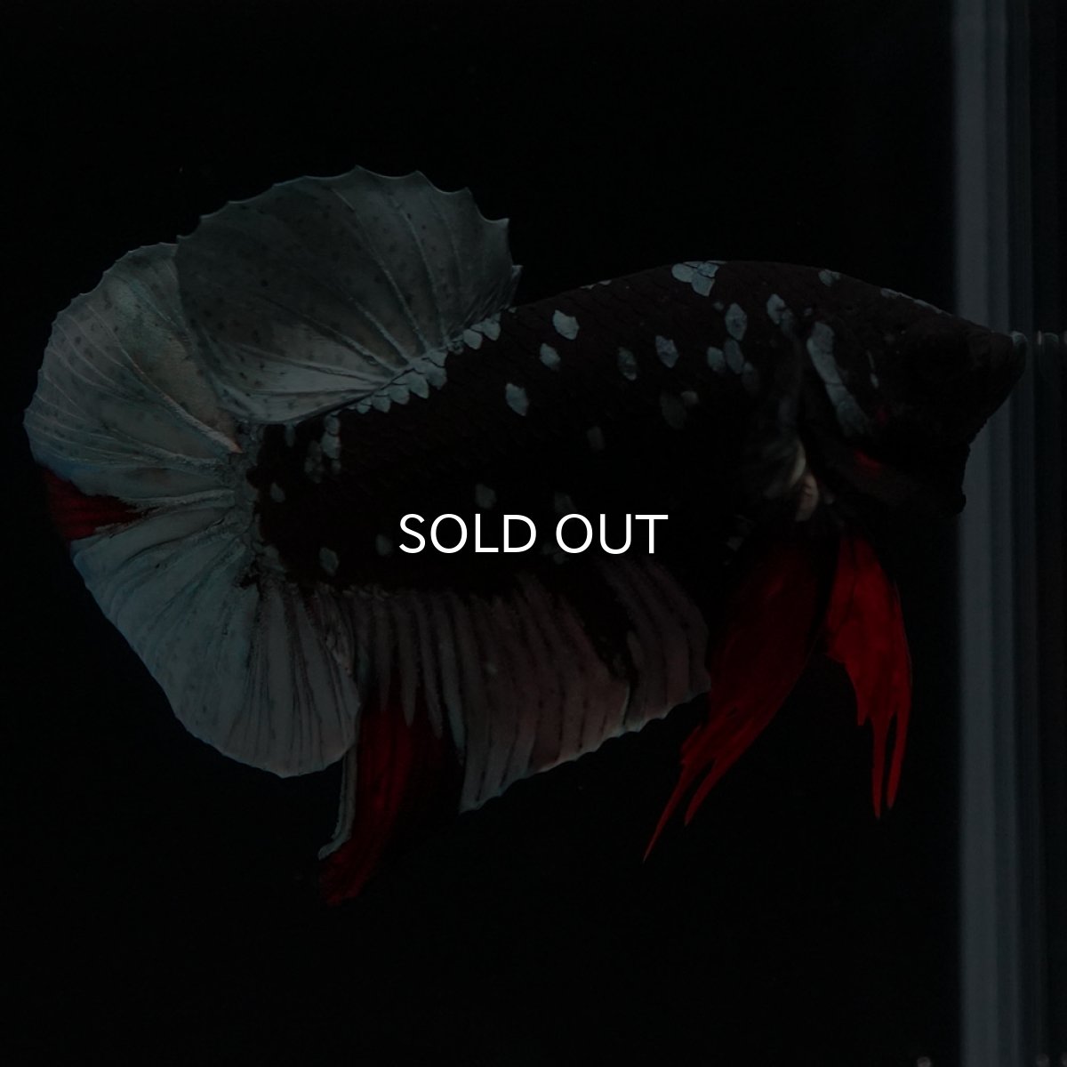 画像7: HMPK ブラックカッパースター (7)