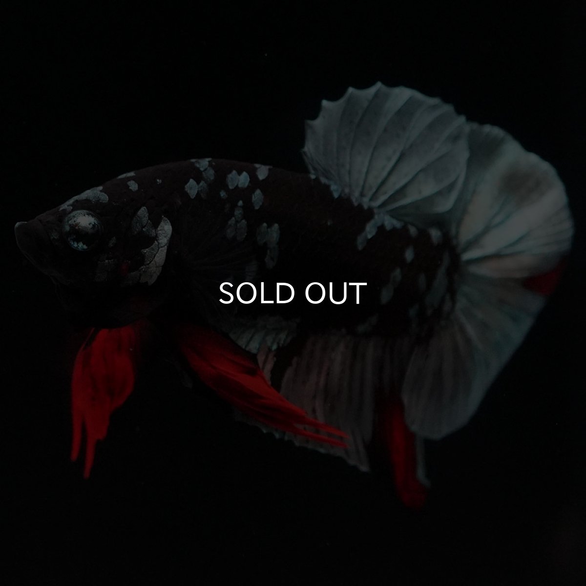 画像6: HMPK ブラックカッパースター (6)