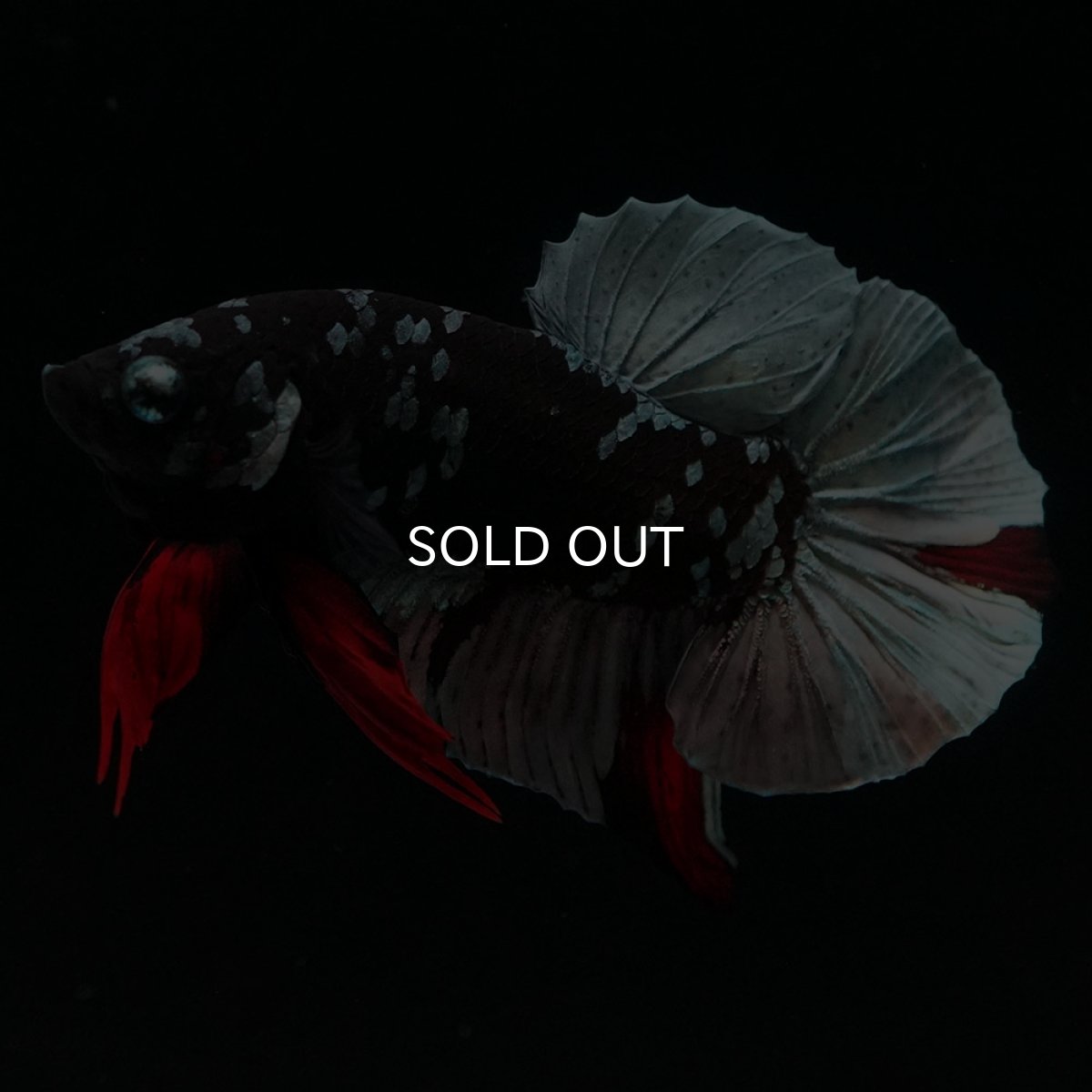 画像4: HMPK ブラックカッパースター (4)