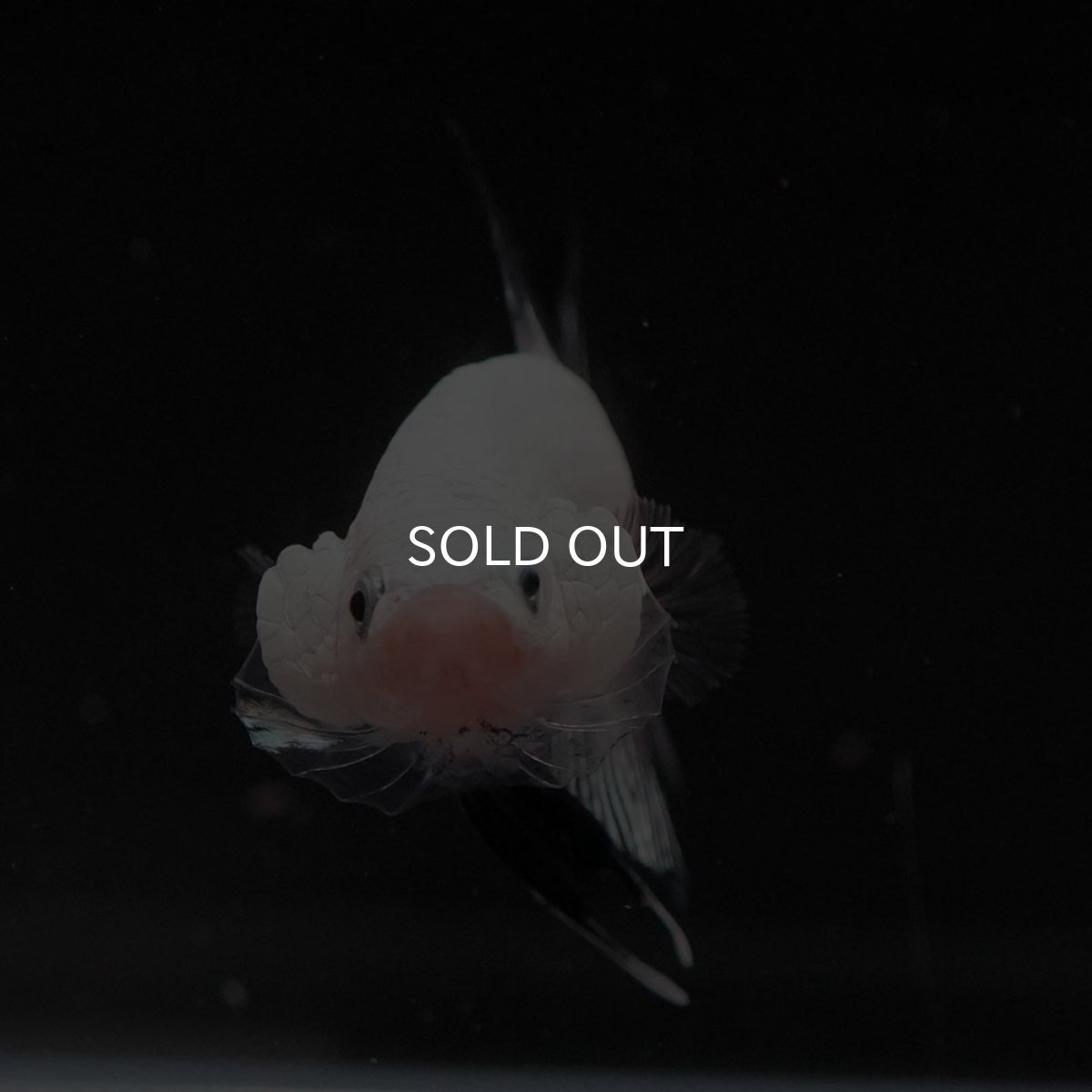 画像3: HMPK　プラチナブラックドラゴン (3)