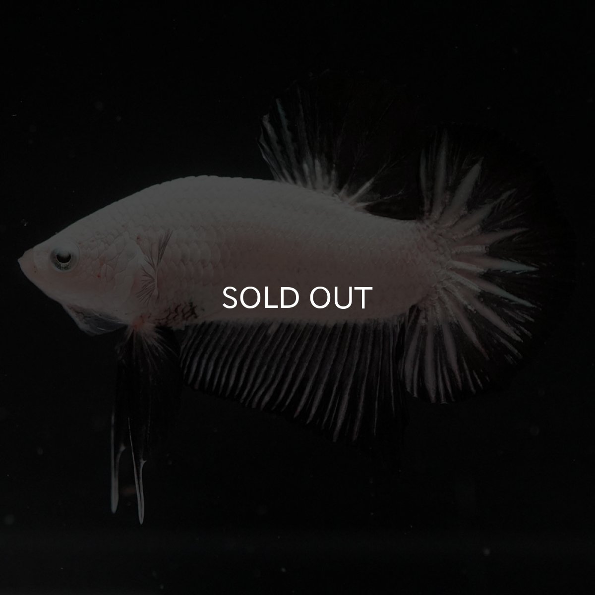 画像4: HMPK　プラチナブラックドラゴン (4)