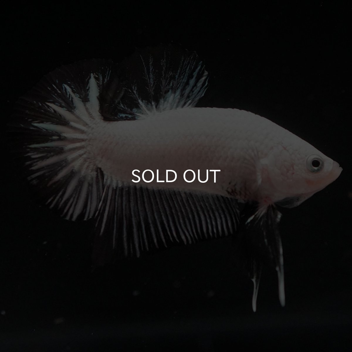 画像2: HMPK　プラチナブラックドラゴン (2)