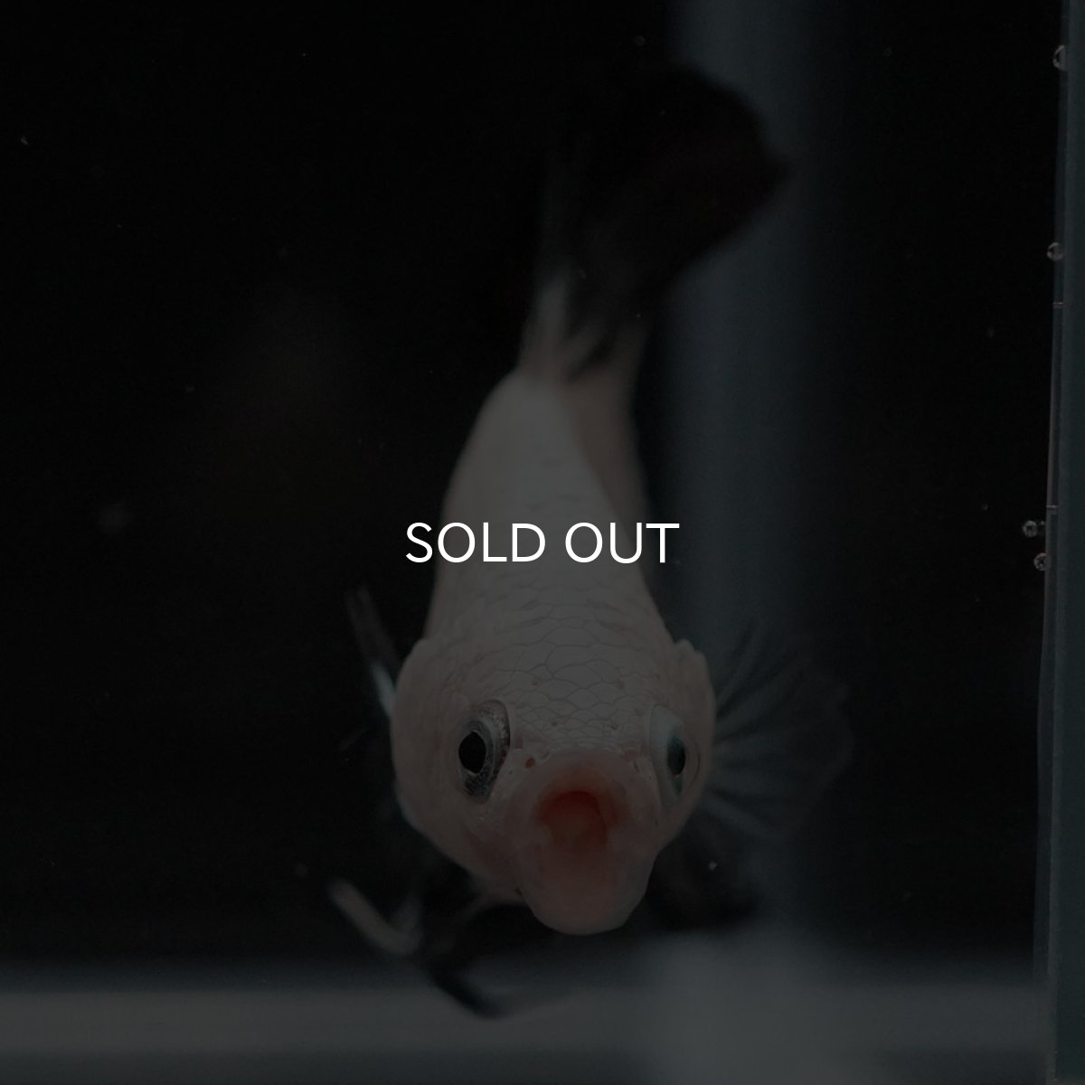 画像5: HMPK　プラチナブラックドラゴン (5)