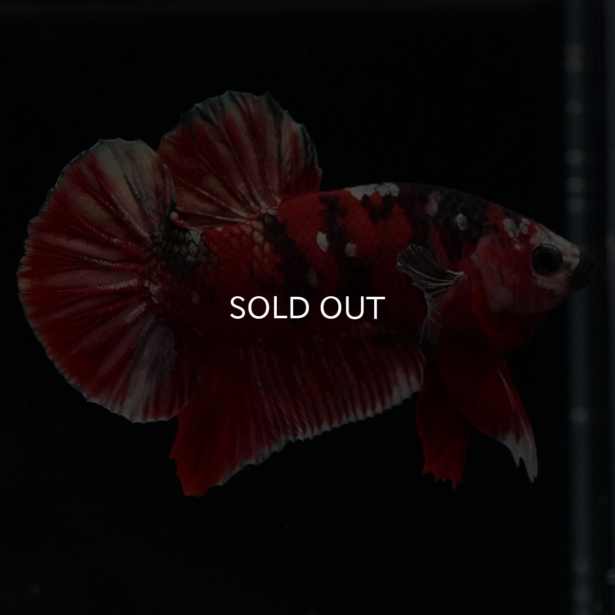 画像7: HMPK 鯉カッパー (7)