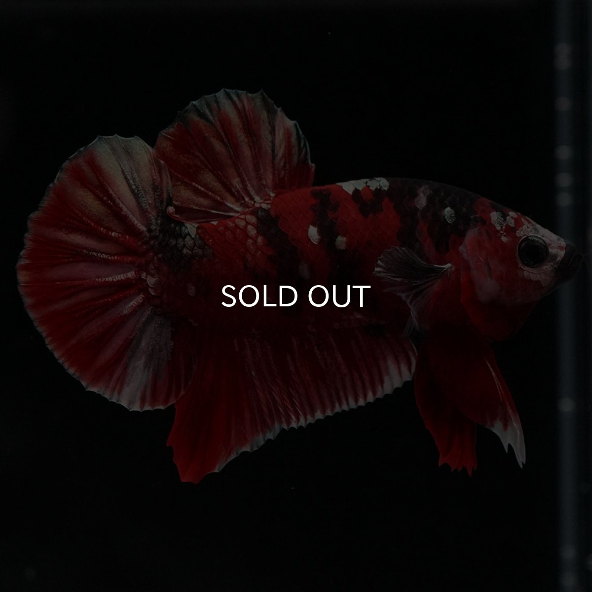 画像4: HMPK 鯉カッパー (4)