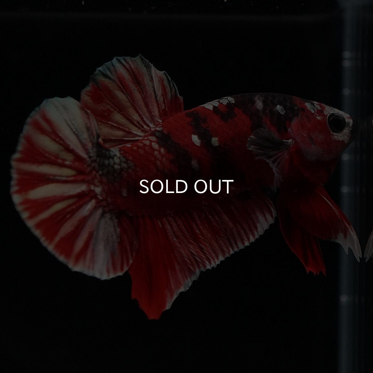 画像9: HMPK 鯉カッパー (9)