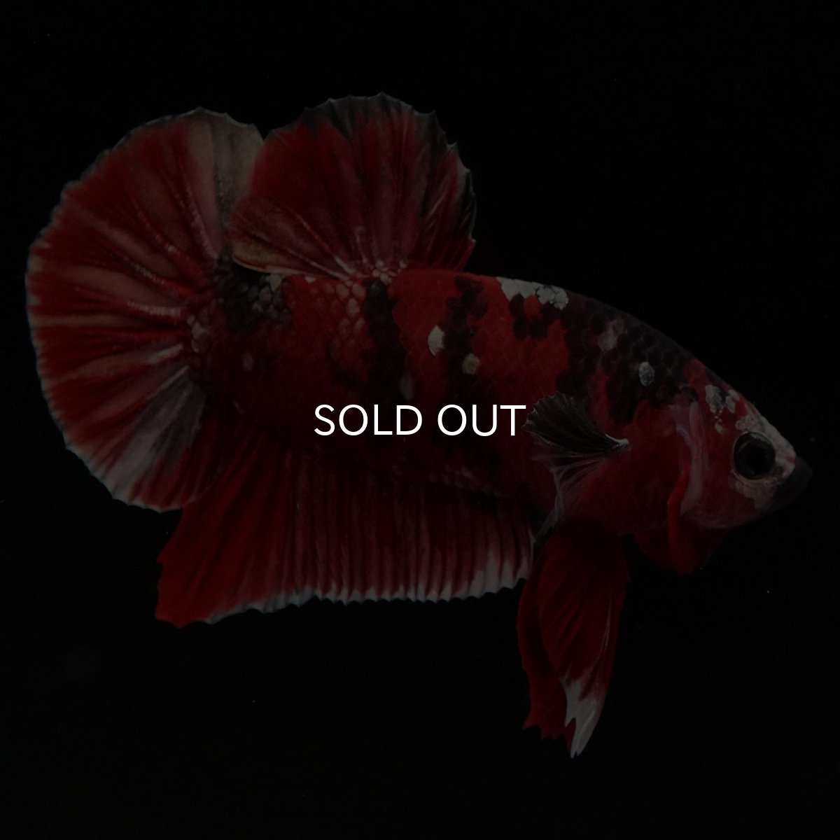 画像5: HMPK 鯉カッパー (5)