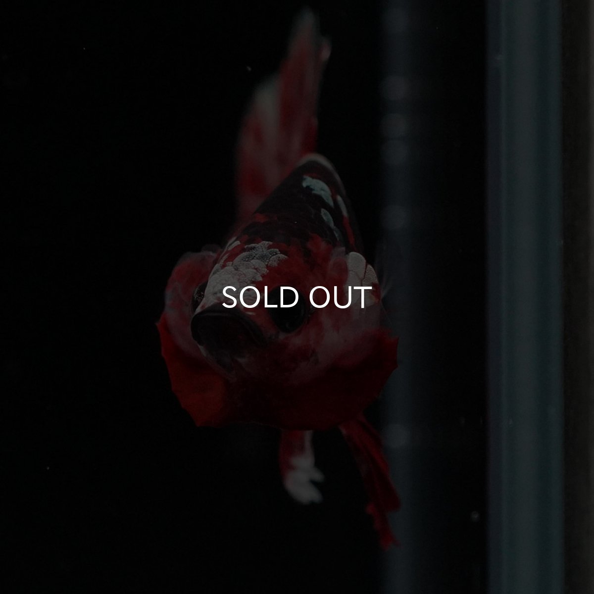 画像3: HMPK 鯉カッパー (3)