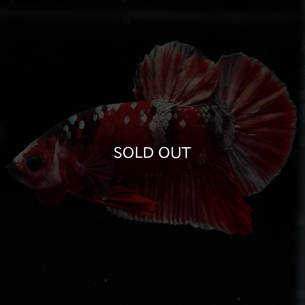 画像8: HMPK 鯉カッパー (8)