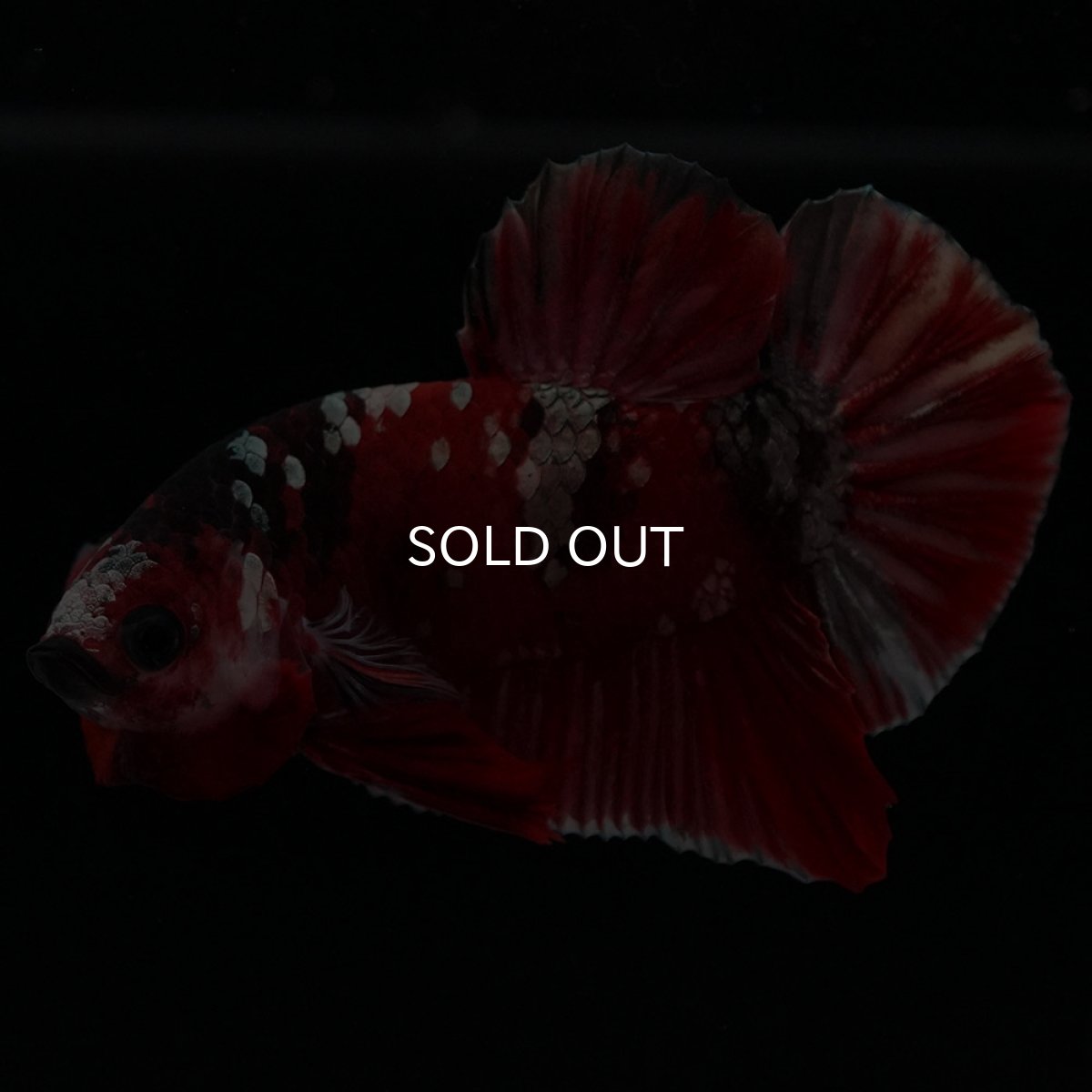 画像6: HMPK 鯉カッパー (6)