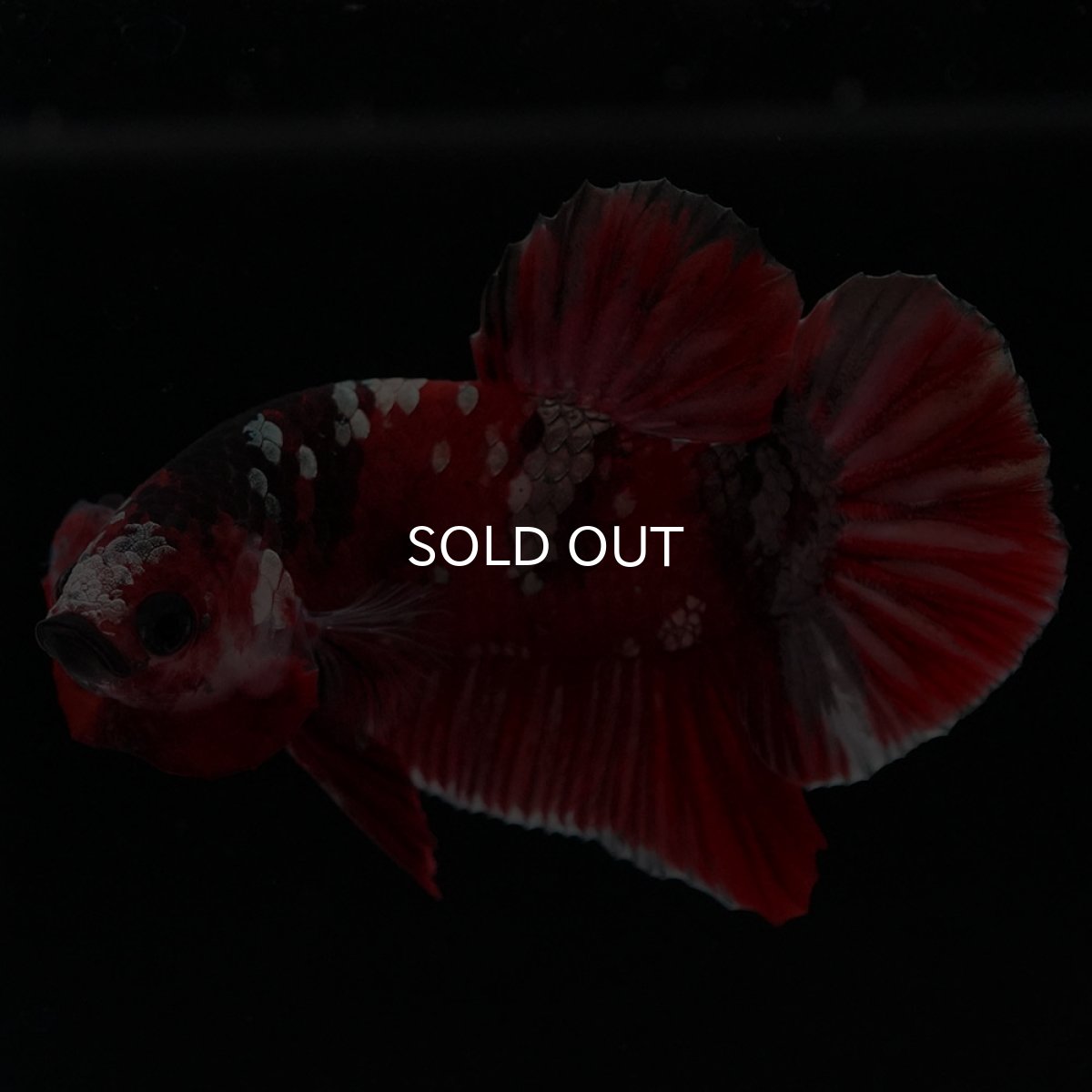 画像2: HMPK 鯉カッパー (2)