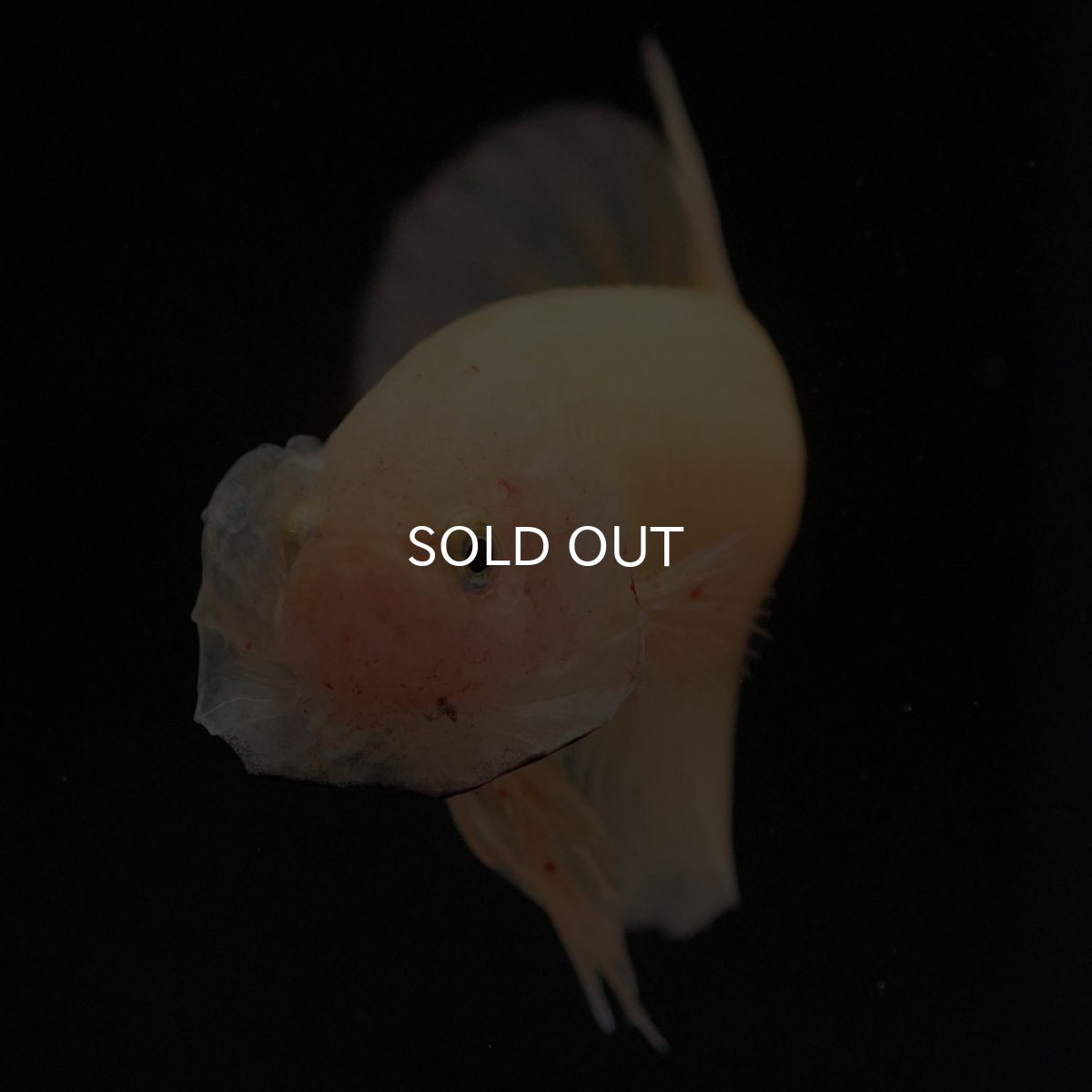 画像3: HMPK イエローバンダ (3)