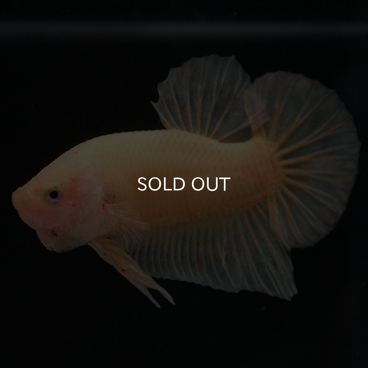 画像2: HMPK イエローバンダ (2)