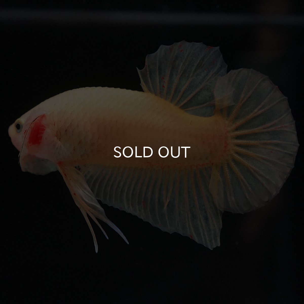 画像7: HMPK イエローバンダ (7)