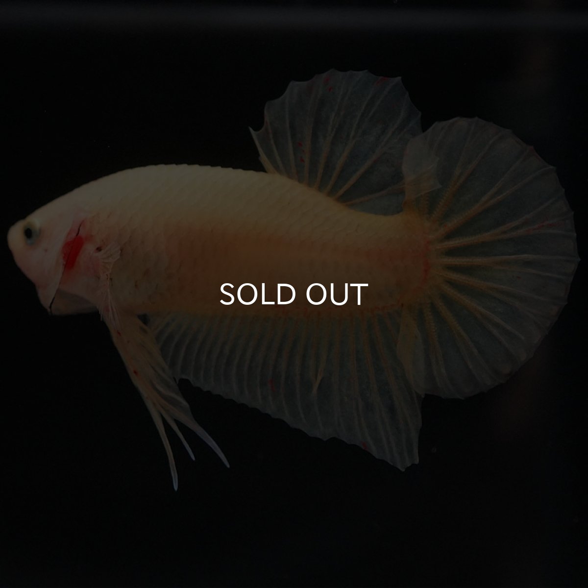 画像6: HMPK イエローバンダ (6)