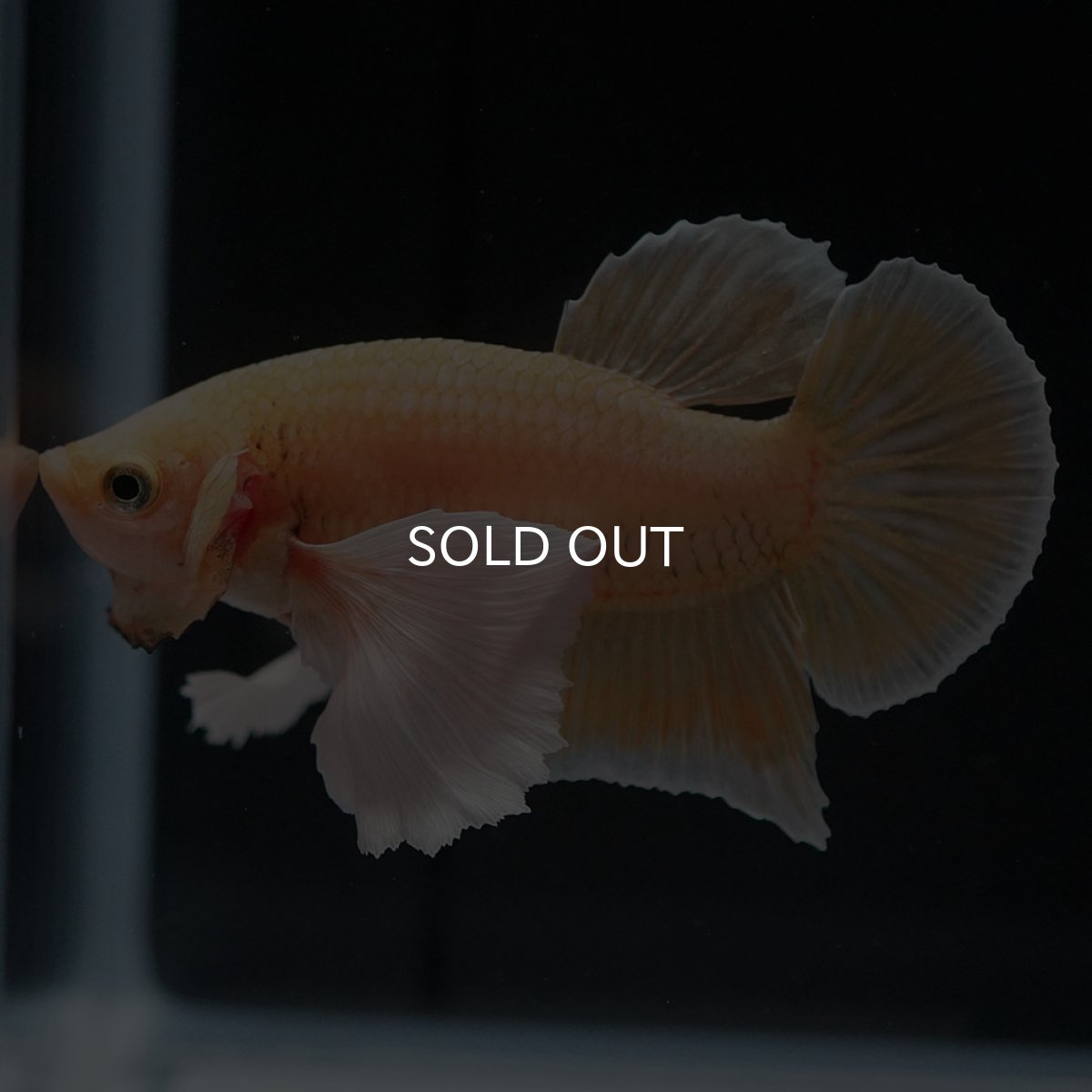 画像6: HMPKダンボ　イエローゴールド (6)